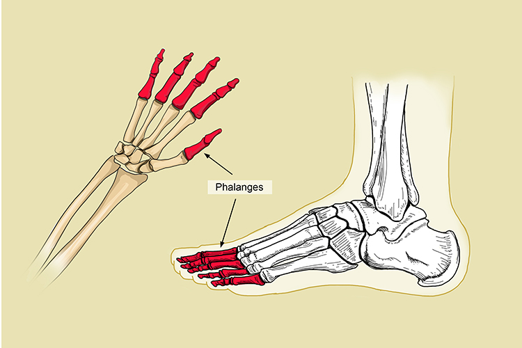 Phalanges are connected to the metatarsals in the foot and metacarpals in the hand, these are able to move separately 